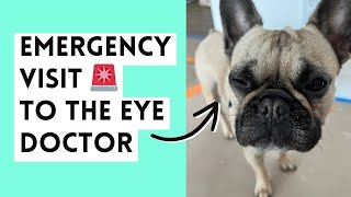 Emergency Eye Doctor Visit: What to Do When Your Dog's Eye Won't Open