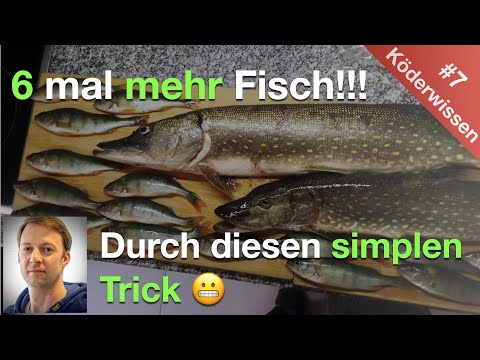 #Köderwissen 7  ► 6 mal mehr Fisch (Hecht, Barsch, Zander) - durch diesen simplen Trick ★★★★★ (2023)