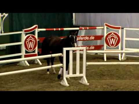 Köraspirant von Estobar NRW, Vollbruder zum Bundeschampion Escolar