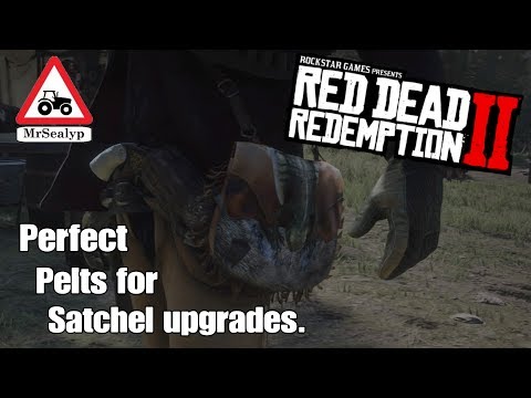 Red Dead Redemption 2, Perfect Pelts for Satchel Upgrades. Gameplay. 3 Star Pelt Hunt.