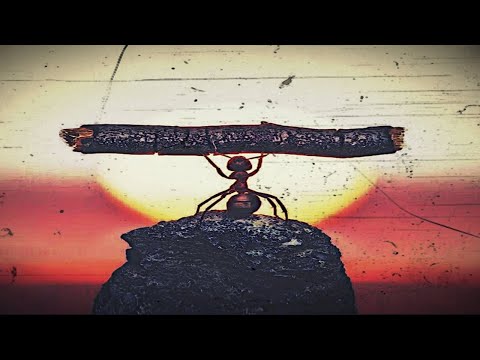 Krebila - Karınca ''kararınca''