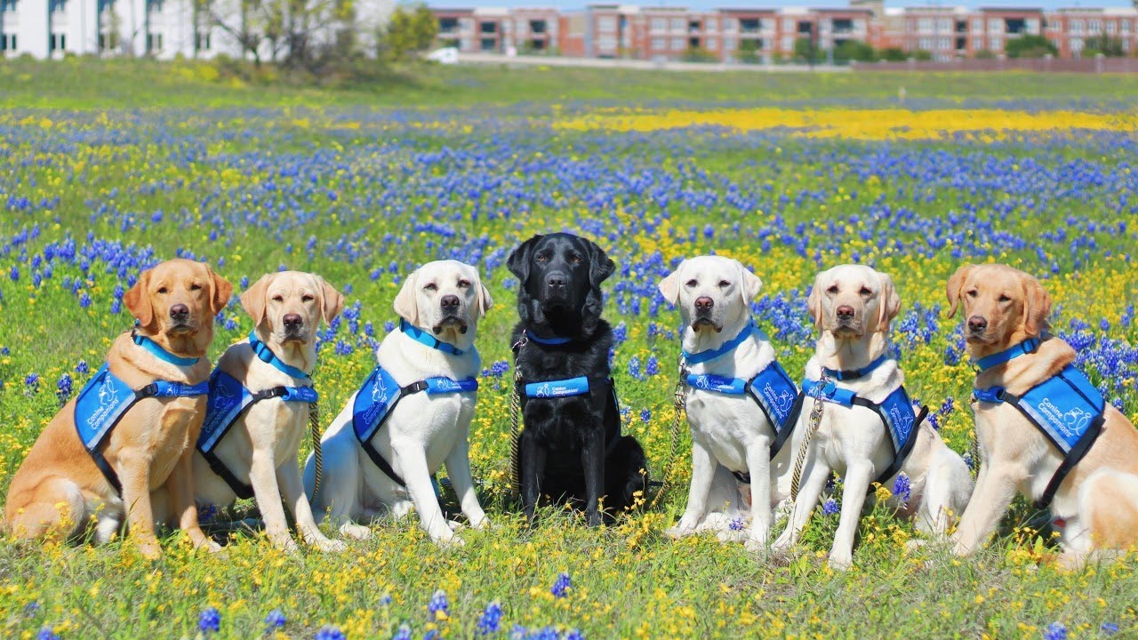 North Central Region | May 10, 2024 | Canine Companions - YouTube