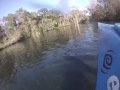 Manatees At Chassahowitza Springs