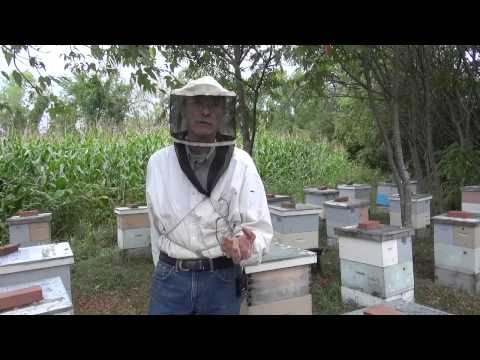 Michael Palmer - On Package Bees