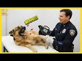 I Dare You Not To LAUGH At These K9 Dogs On Their First Day On The Job Funniest Dog Ever