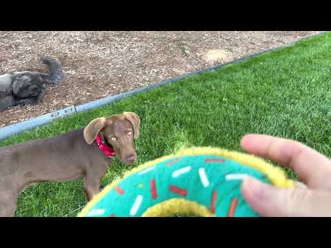 Ivan, an adopted Weimaraner & Labrador Retriever Mix in Morristown, NJ_image-1