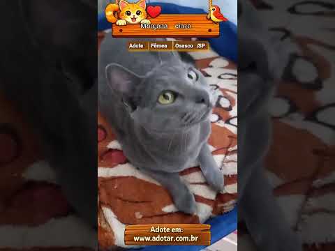 Vídeo de Morgana cinza