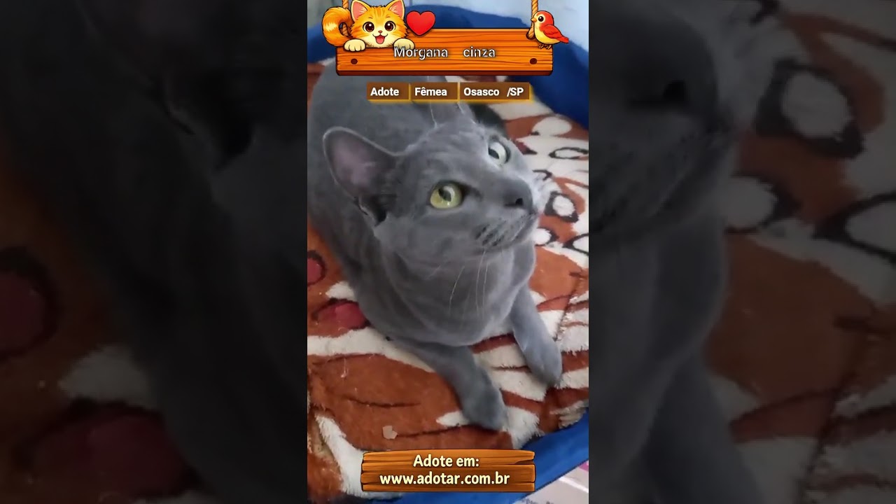 Gato raça SRD-ViraLata idade 1 ano nome Morgana cinza