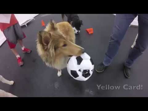 Dogs Play Soccer!