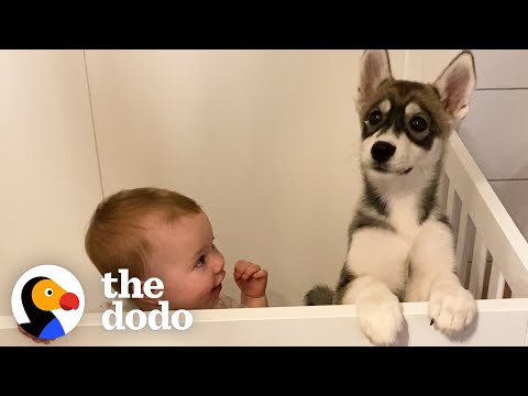 Adorable - Puppy and Baby Girl Grow Up Side by Side