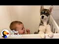 Baby Husky Grows Up With Baby Girl And They Do Everything Together The Dodo Soulmates