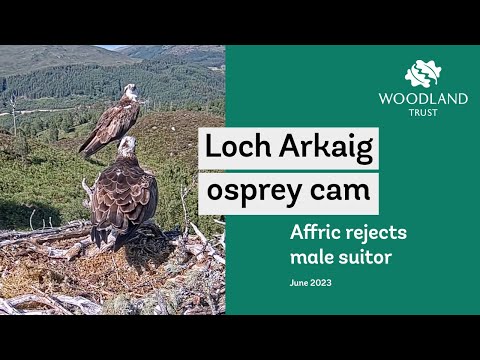 Affric rejects male osprey suitor - Loch Arkaig Osprey Cam Highlights