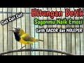CUIT CUIT SOGON GACOR PENAIK EMOSI PANCINGAN SOGON TROTOL GACOR LATIH CEPAT NEMBAK FULL ISIAN KASAR