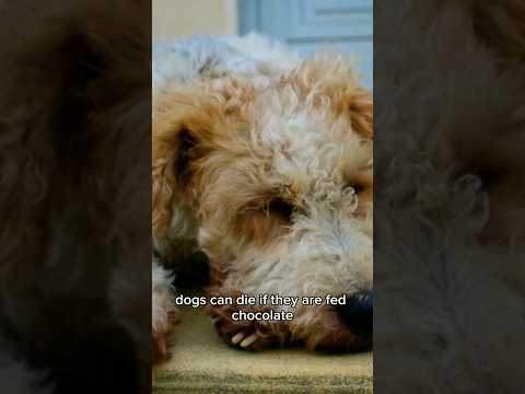 Chocolate can directly affect the heart and nervous systems of dogs! #trivia #dogs #shorts
