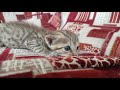 My Little Pussy Cat