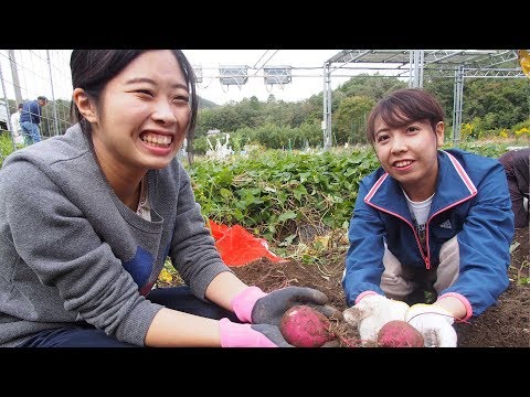 ソーラシェアリング下のサツマイモ堀り【HD】