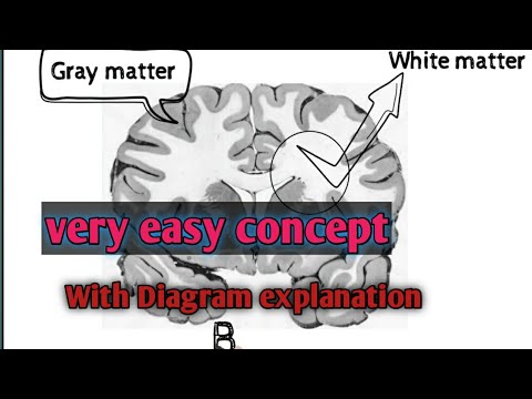 white and gray matter(animation)
