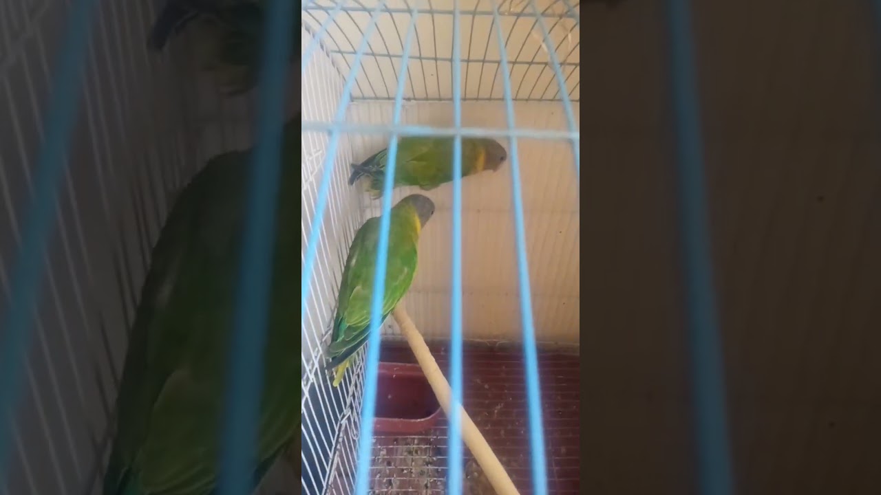 pindi pets #music lovebirds