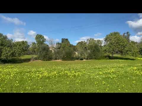 22180 Finca Felanitx - cas concos