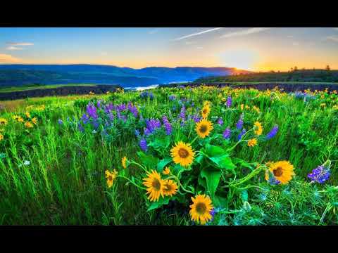 Freefall feat. Jan Johnston - Skydive (I Feel Wonderful) (Original Radio Edit)