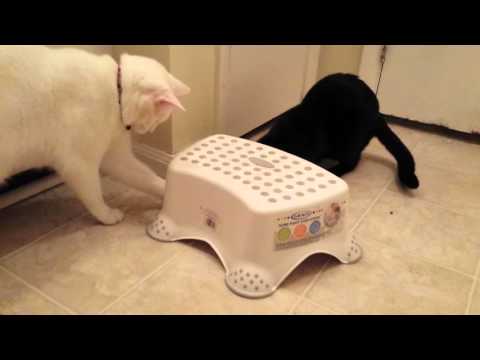 Exhaustive Search Efforts