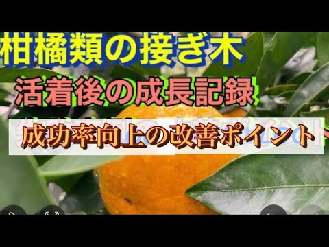 園芸 柑橘類を播種、挿し木、接木によって増やすこと