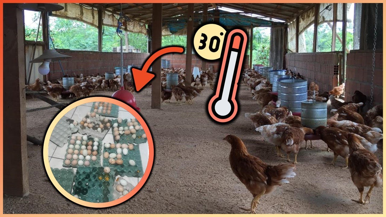 TEMPERATURA do GALPÃO para GALINHAS POEDEIRAS e sua influência no desempenho e qualidade dos ovos