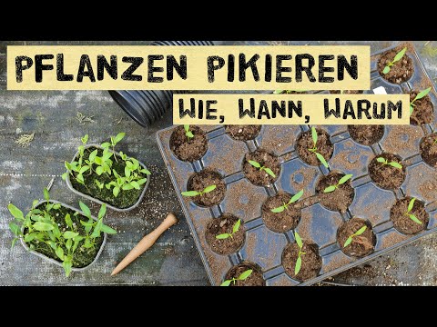 , title : 'Wie und wann pikiert man Jungpflanzen? Warum pikieren und nicht direkt in Töpfe säen?'