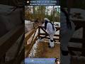 18 AMAZING Animal Clips You MUST See WILD ZOOM Animals Animalshorts Animalclips