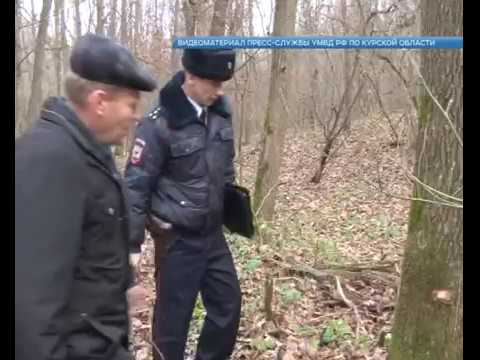 В Курской области черные лесорубы валят многолетние дубы