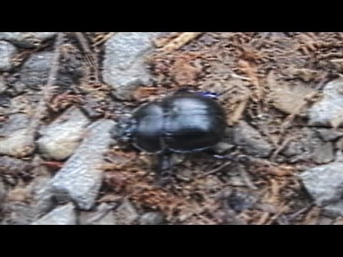 WILLARD'S GENERAL HOSPITAL & CLINIC