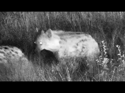 Djuma: Hyena duo playing in the night  -  05/09/18