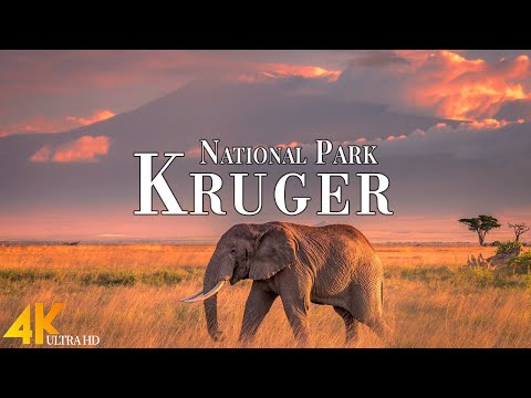 Kruger National Park 4k Ultra HD • African Wildlife, Scenic Wildlife Film with Calming Music.