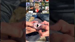 Download lagu the scariest sea fish teeth 😱|| pet collection (97) #shortfeed #fish mp3 Download lagu the scariest sea fish teeth 😱|| pet collection (97) #shortfeed #fish mp3