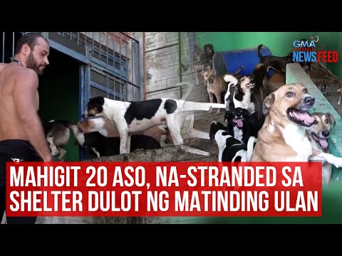 Mahigit 20 aso, na-stranded sa shelter dulot ng matinding ulan GMA Integrated Newsfeed