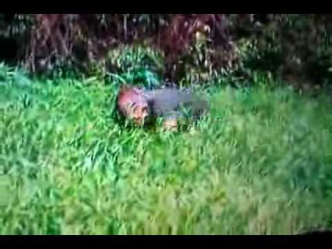 Shelby The Swamp Man.... Kills Rattlesnake