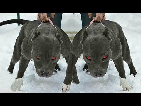 download lagu mp3 mp4 Perros Chingones, download mp3 Perros Chingones free download mp3, download mp3 Perros Chingones