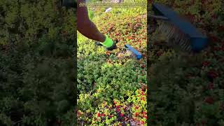 Mountain Harvest: Hand-Brushing Wild Red Berries with Ancient Efficiency