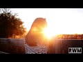 No Copyright Music 2020 Surrender
