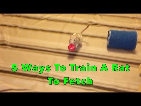 5 Ways To Train A Rat To Fetch