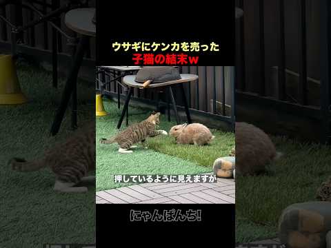 ウサギにケンカを売った子猫の結末ｗ