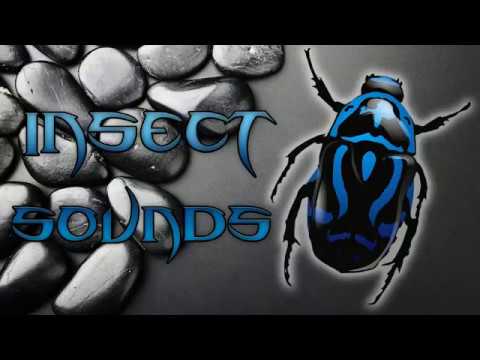 Insect sounds: Explore awesome micro world Video