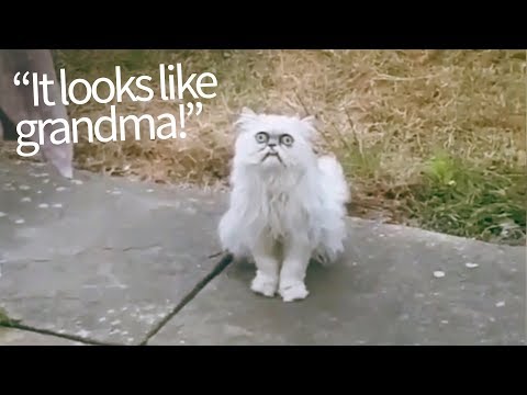 Evil Looking Cat Appears in Backyard | Hilarious Commentary