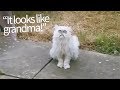 Evil Looking Cat Appears in Backyard | Hilarious Commentary