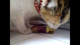 Dovana, eating raw eggplant