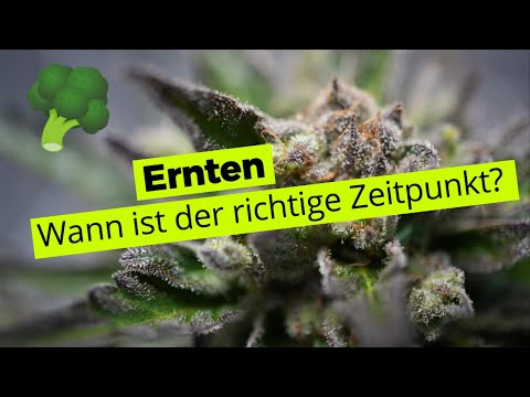 Wann ist der Grow bereit zur Ernte?  Geniale Methode