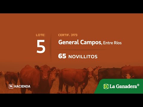 Lote Novillitos en General Campos