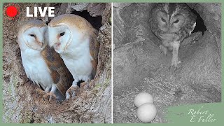 Barn Owl Cams, North Yorkshire, U.K. LIVE