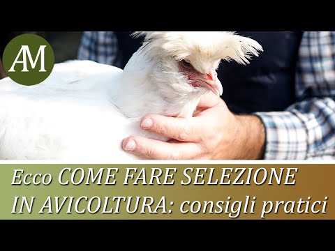 , title : 'Come fare la selezione di un gruppo di avicoli - Avicoltura e Pollaio'