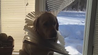 BEST DOG clips - THIS WILL make you LAUGH